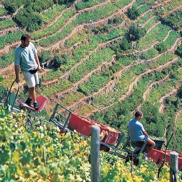 Vendemmia_parco-5-terre_copia.jpg